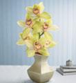 The FTD Orchid Burst Bouquet