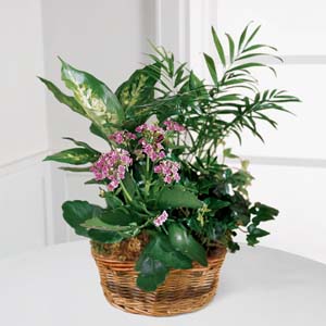 The FTD French Garden