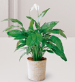 The FTD Spathiphyllum