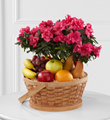 The FTD Encircling Grace Fruit & Plant Basket