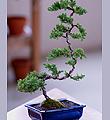 Deluxe Windswept Bonsai
