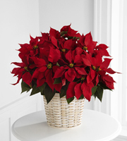 The FTD Red Poinsettia Basket