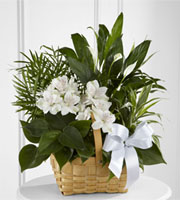 The FTD Peace & Serenity Dishgarden