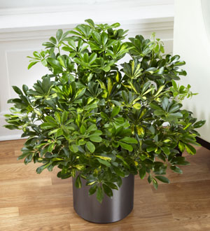 The FTD Schefflera Arboricola