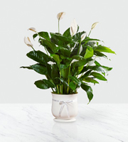 The FTD 8 inch Comfort Planter