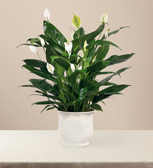 The FTD Comfort Planter