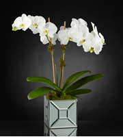 The FTD Elegant Impressions Luxury Orchid