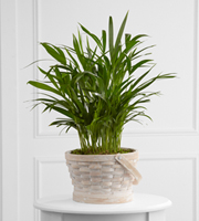 The FTD Deeply Adored Palm Planter
