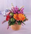 The FTD Bursts of Color Arrangement