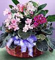 The FTD African Violets