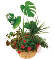 Arrangement of Plants