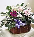 The FTD African Violets