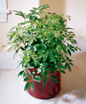 The FTD Schefflera Arboricola