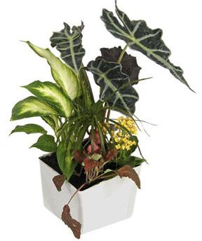 Arrangement of Plants