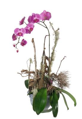 Phalaenopsis