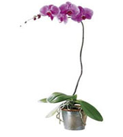 The FTD Lavender Phalaenopsis Orchid