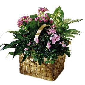 The FTD Pink Assortment